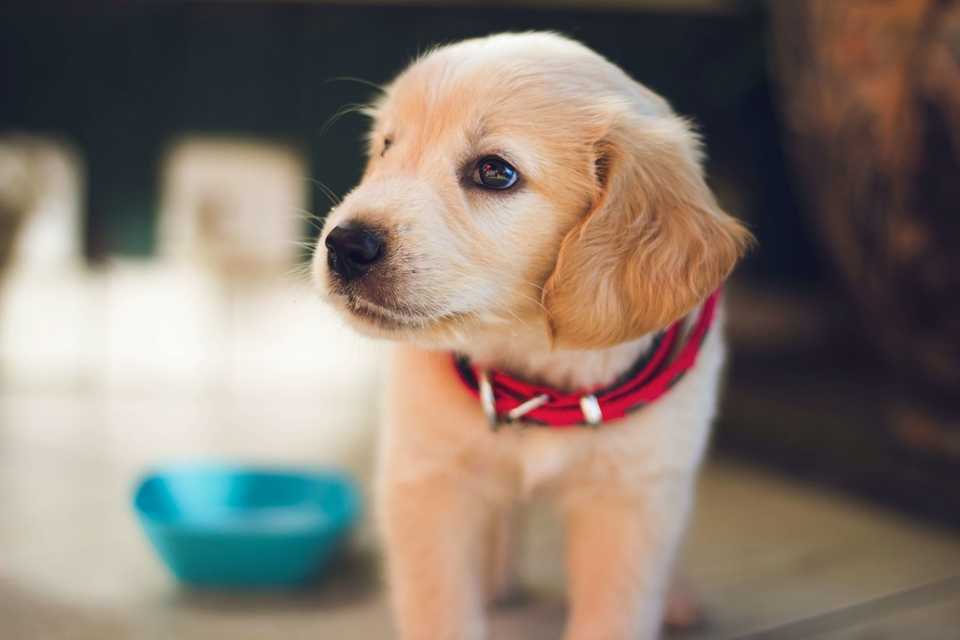 Photo of a cute puppy labrador with a red collar